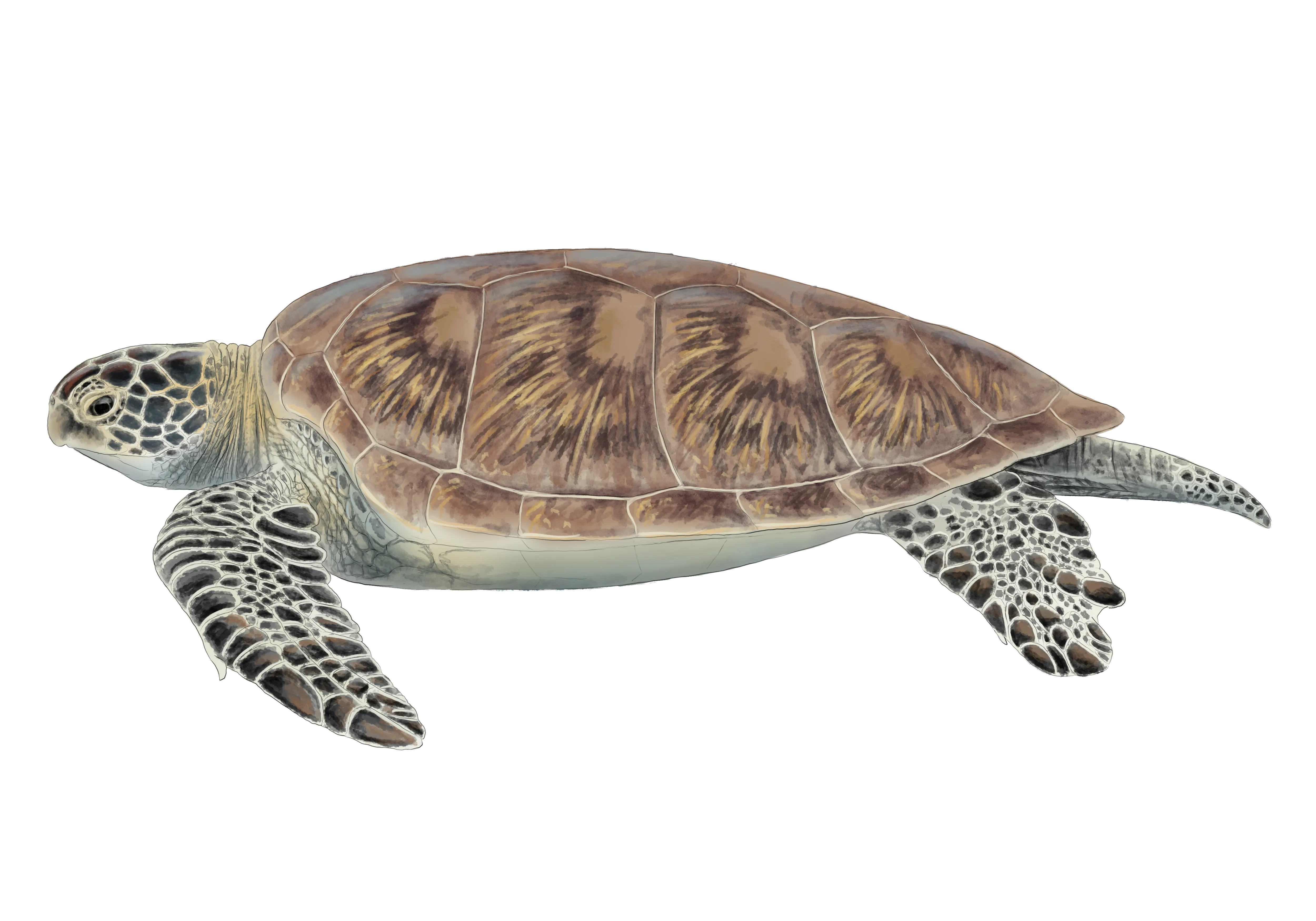 Sea Turtle