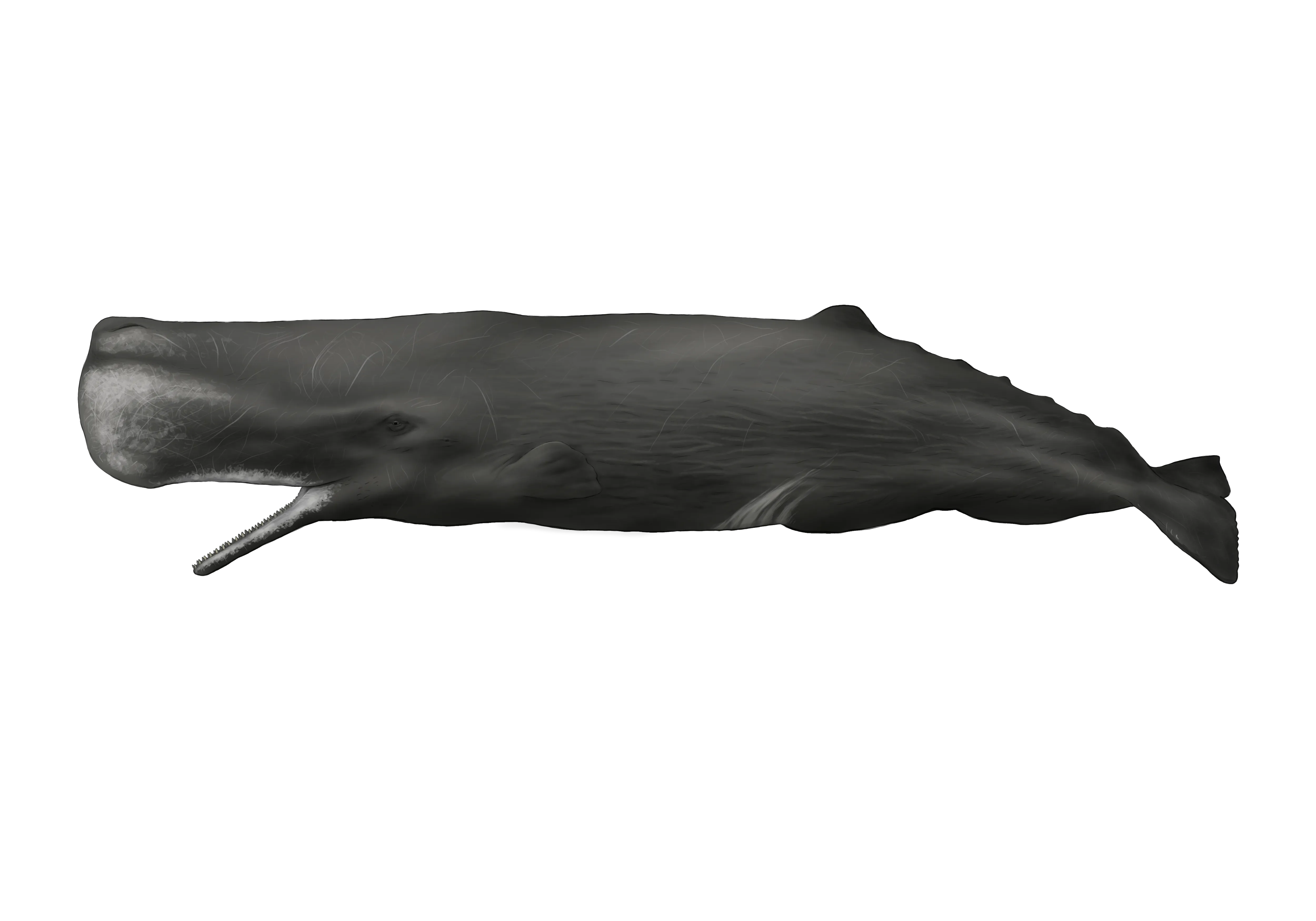 Whale