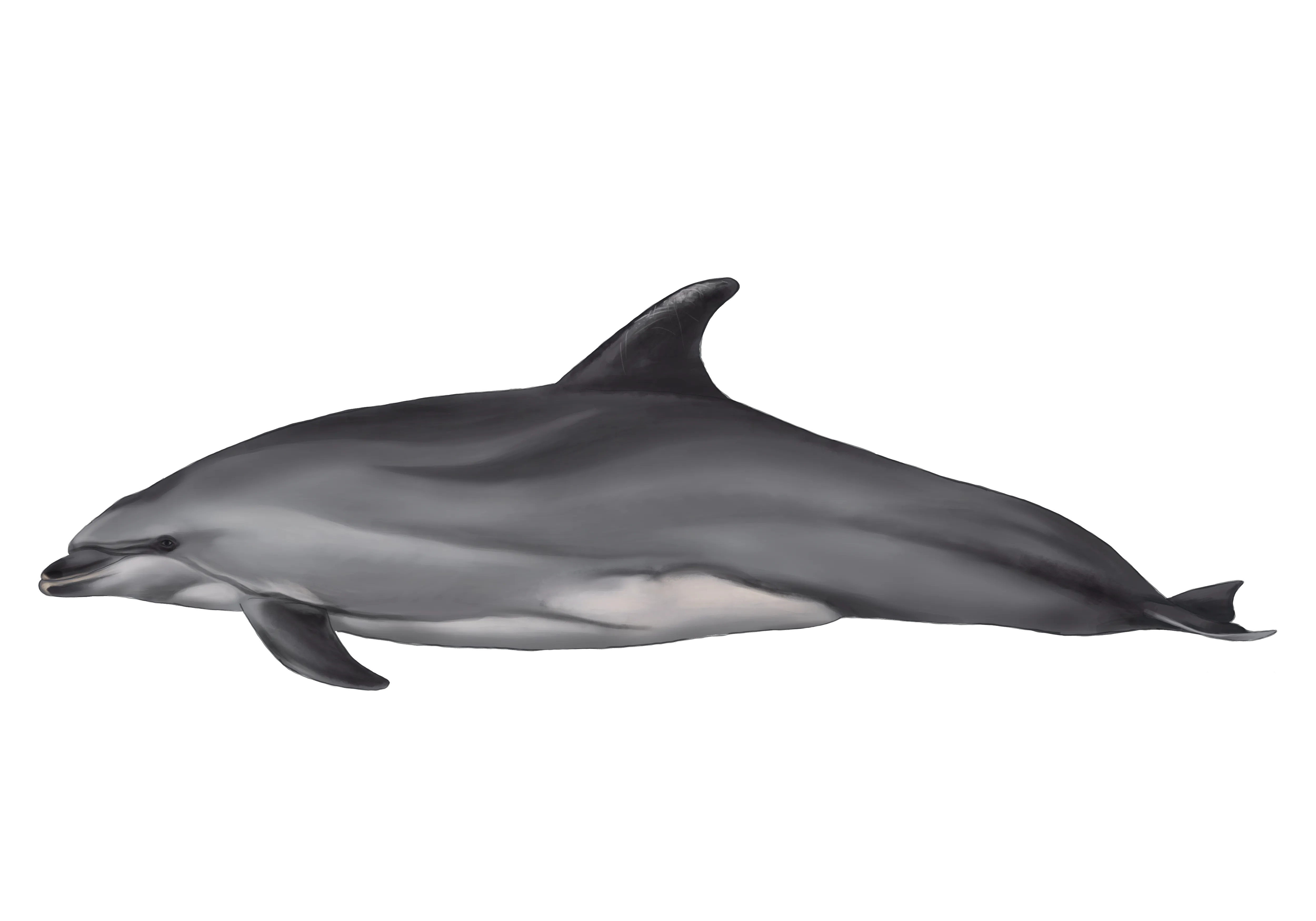 Dolphin