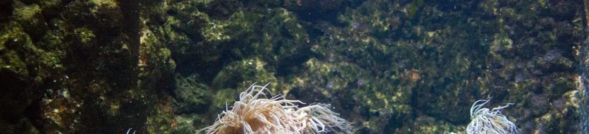 Anemonia viridis