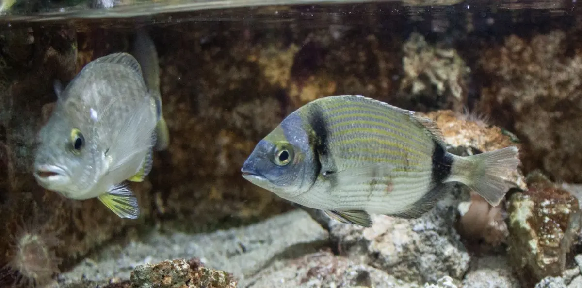 Diplodus vulgaris