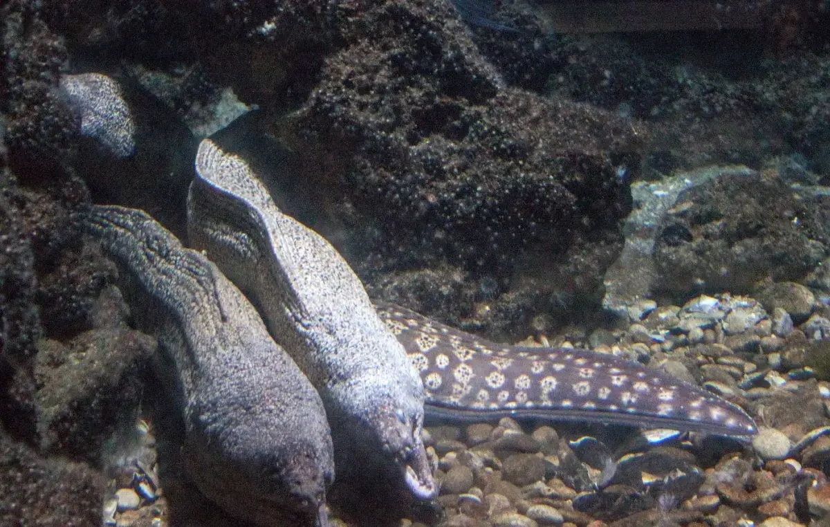 Muraena helena