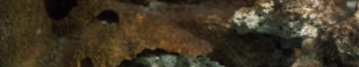 Scorpaena porcus