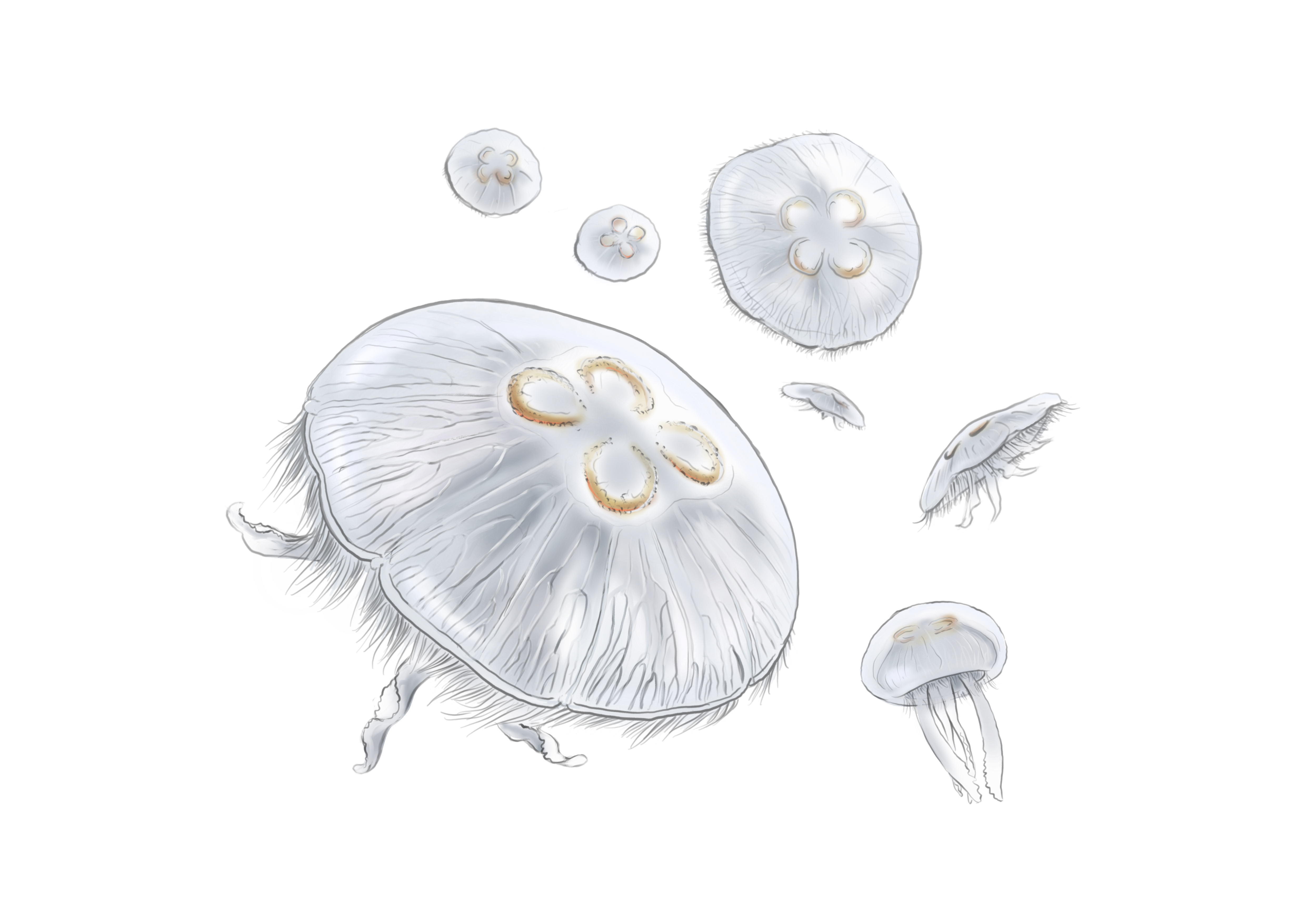 Jellyfish