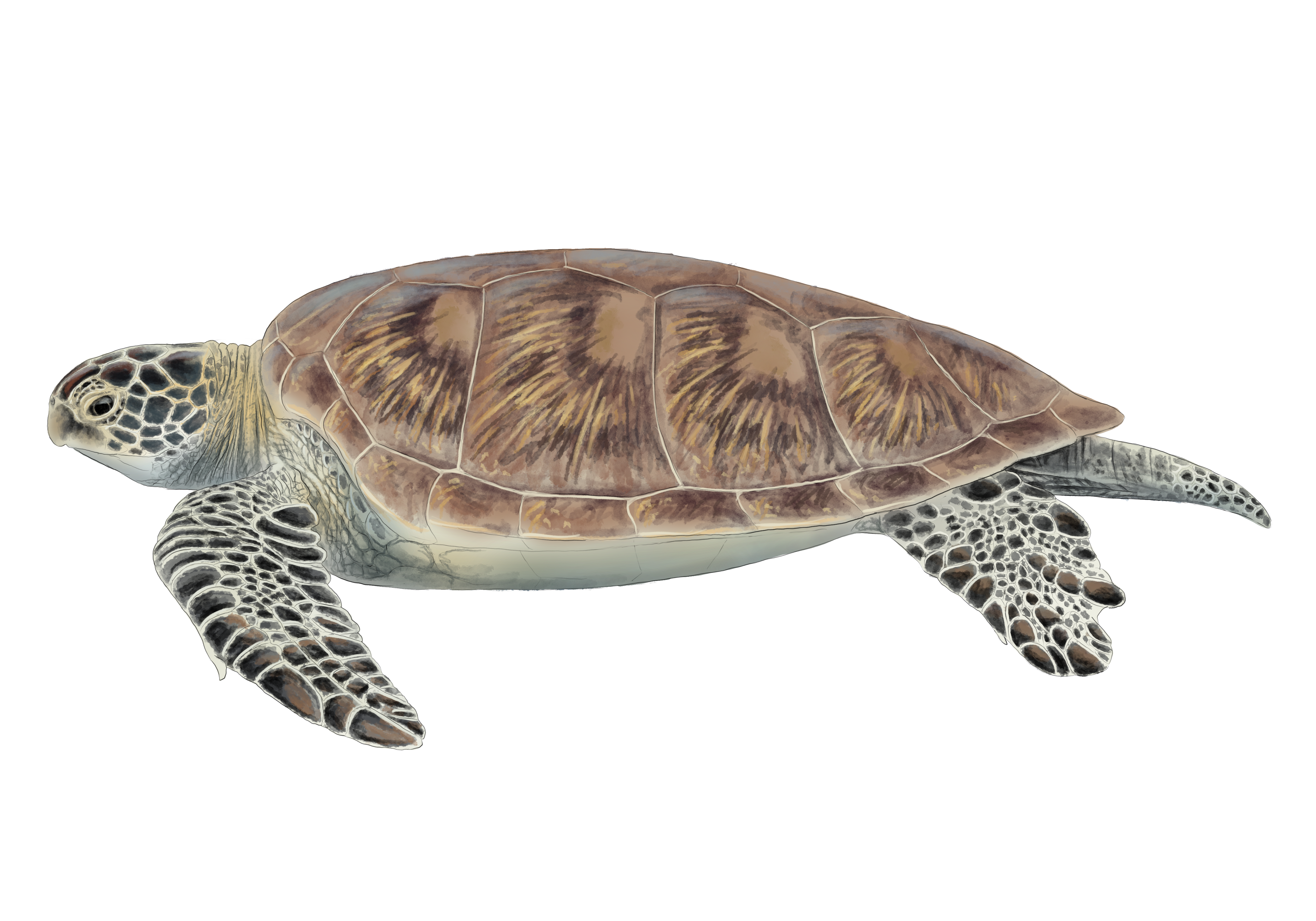 Sea Turtle