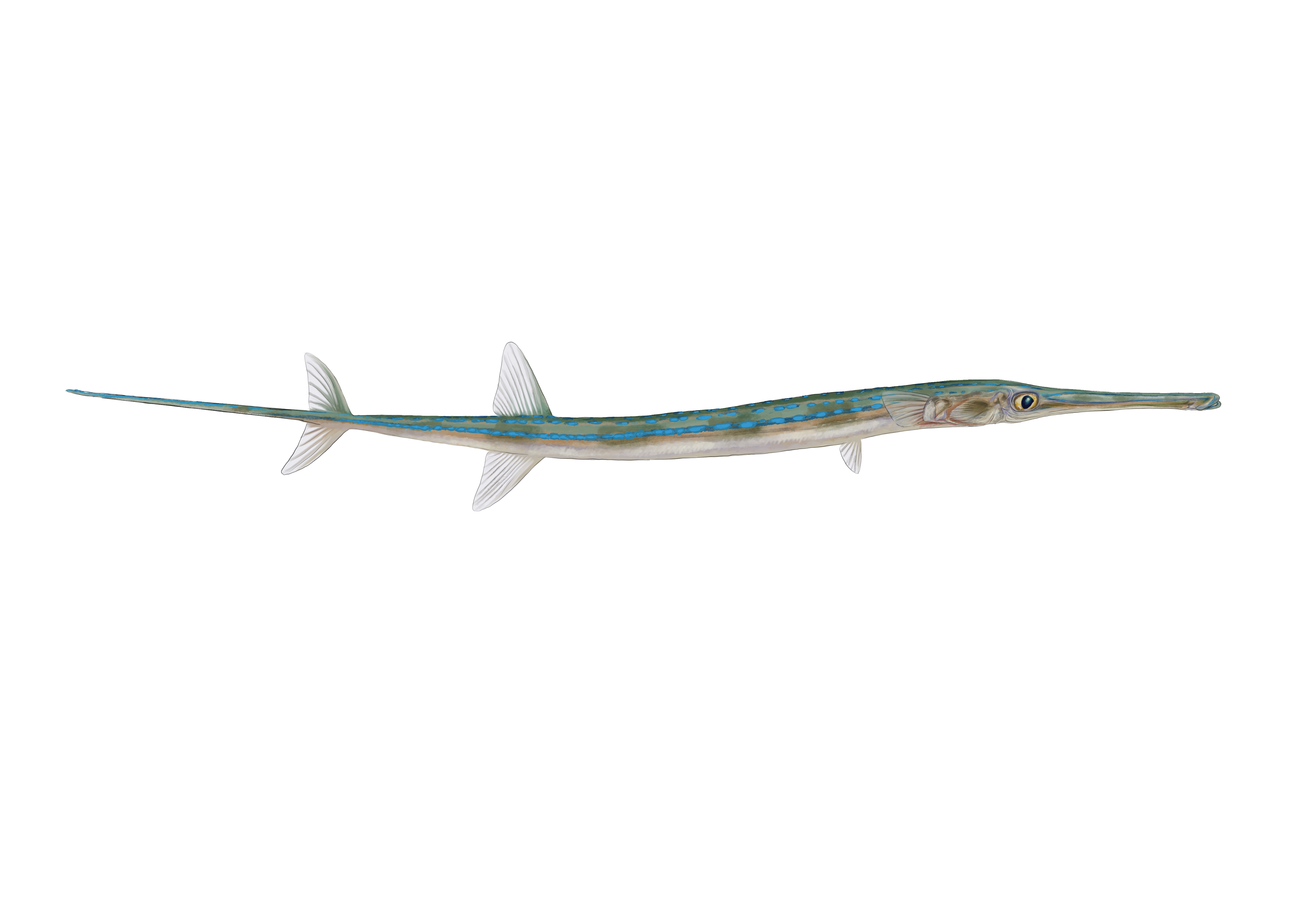 Cornet Fish