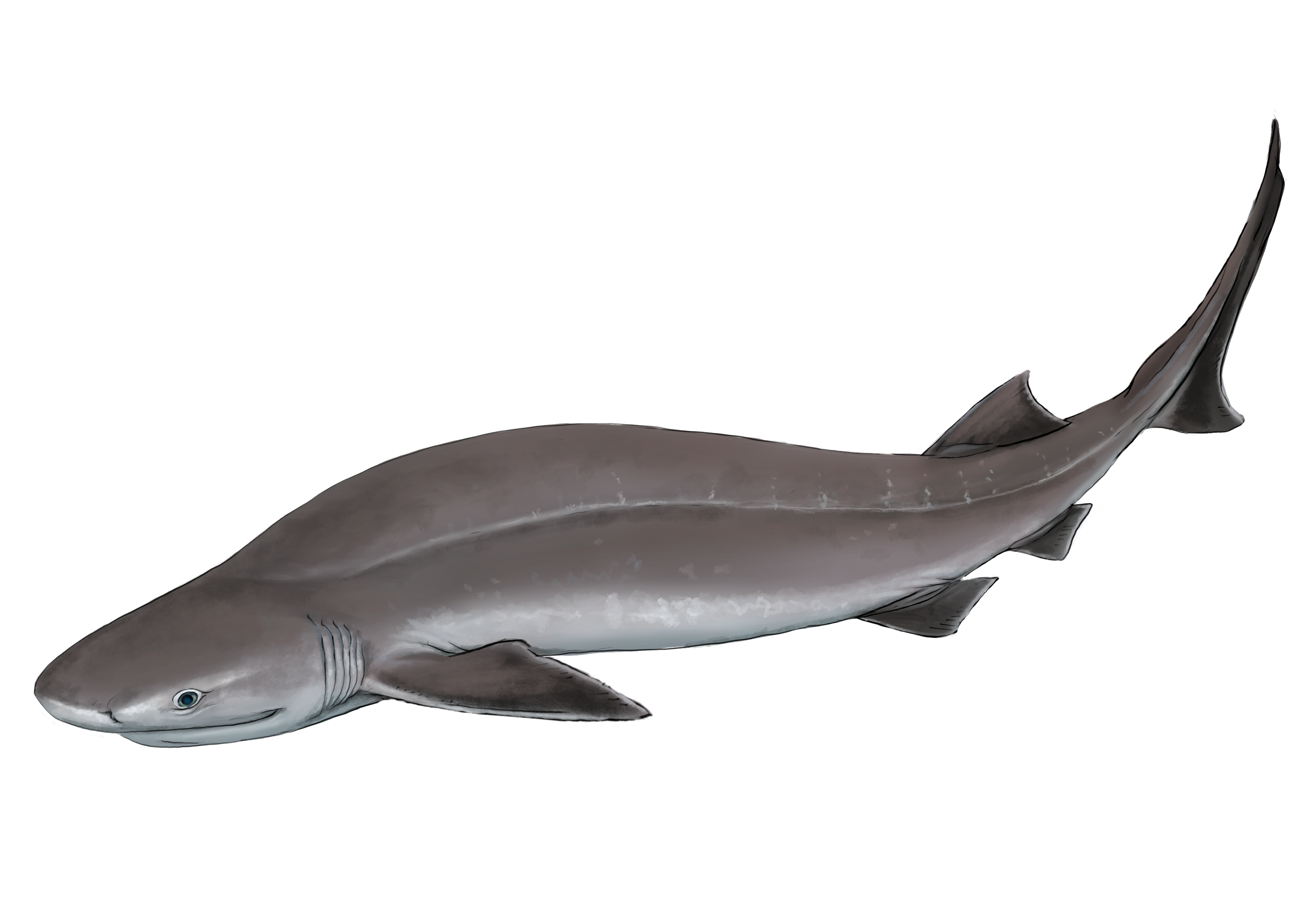 Shark