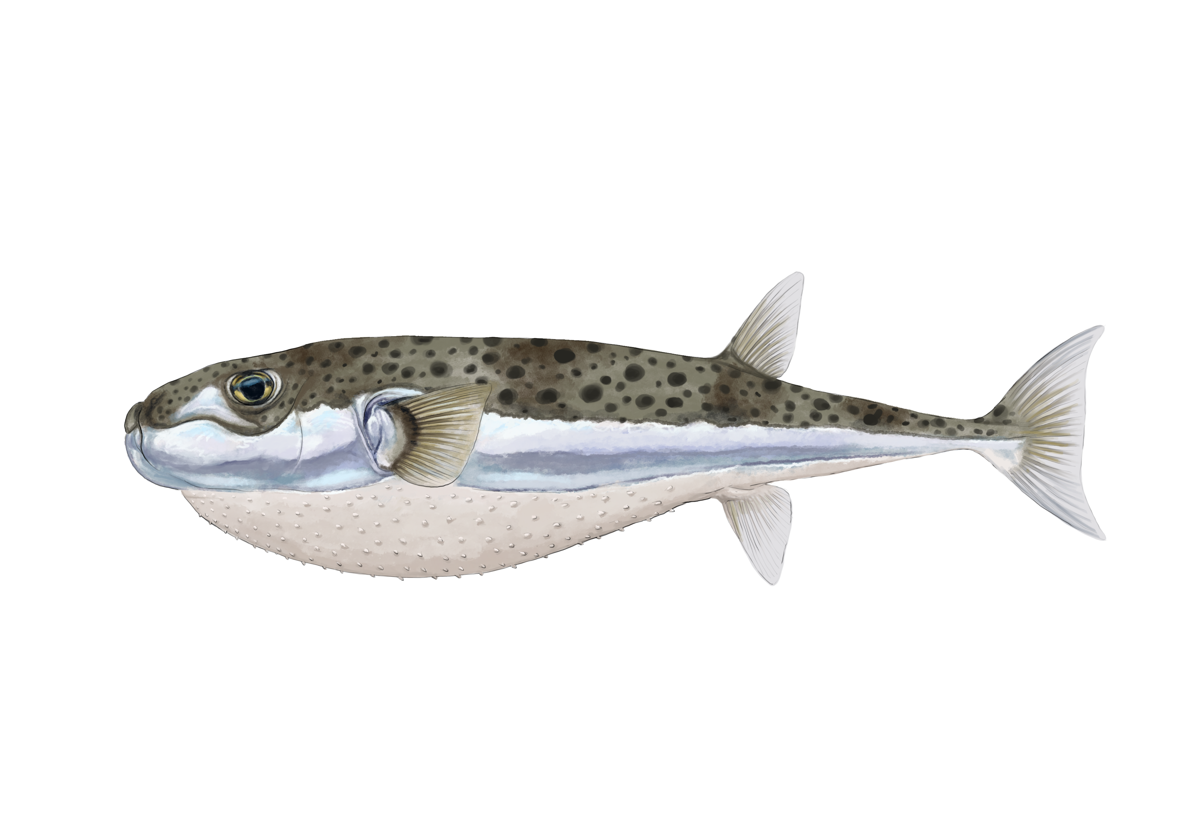 Pufferfish