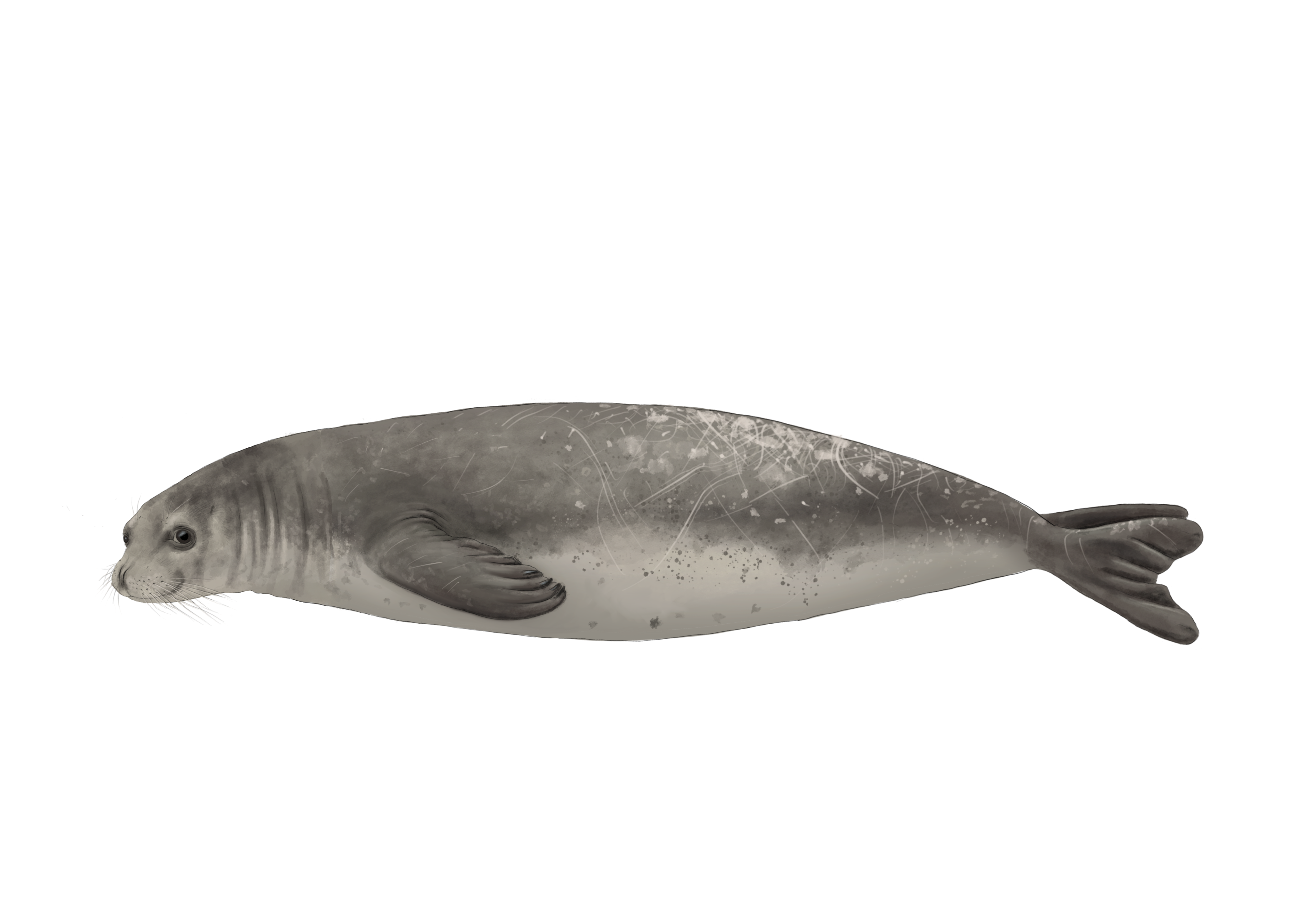 Seal