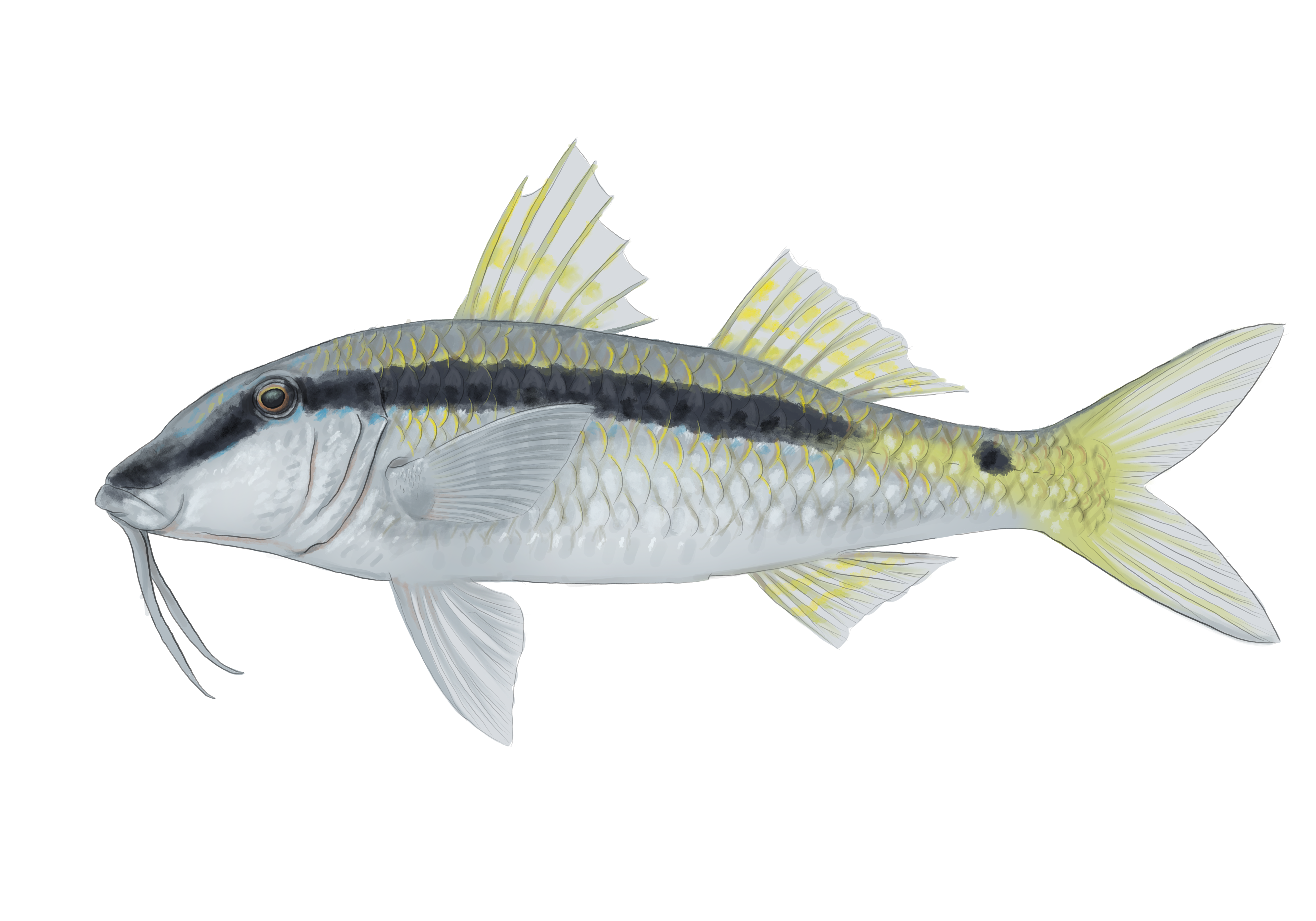 Lionfish