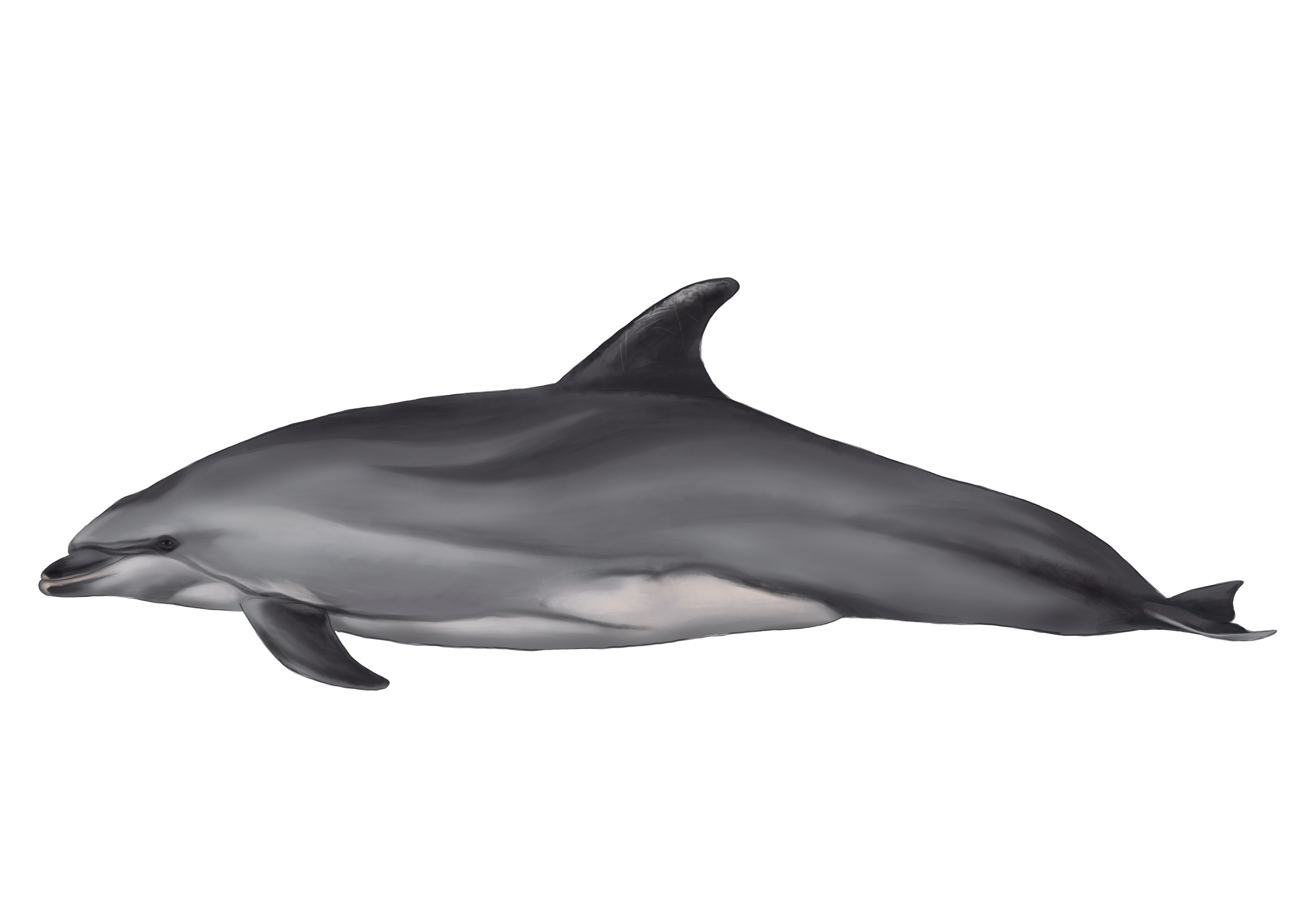 Dolphin