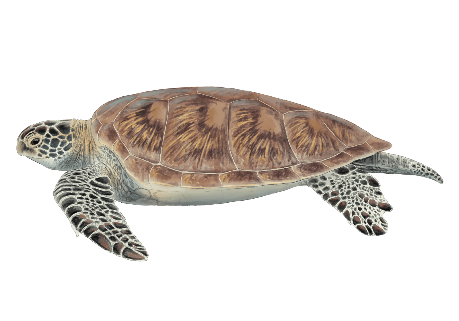 Sea Turtle