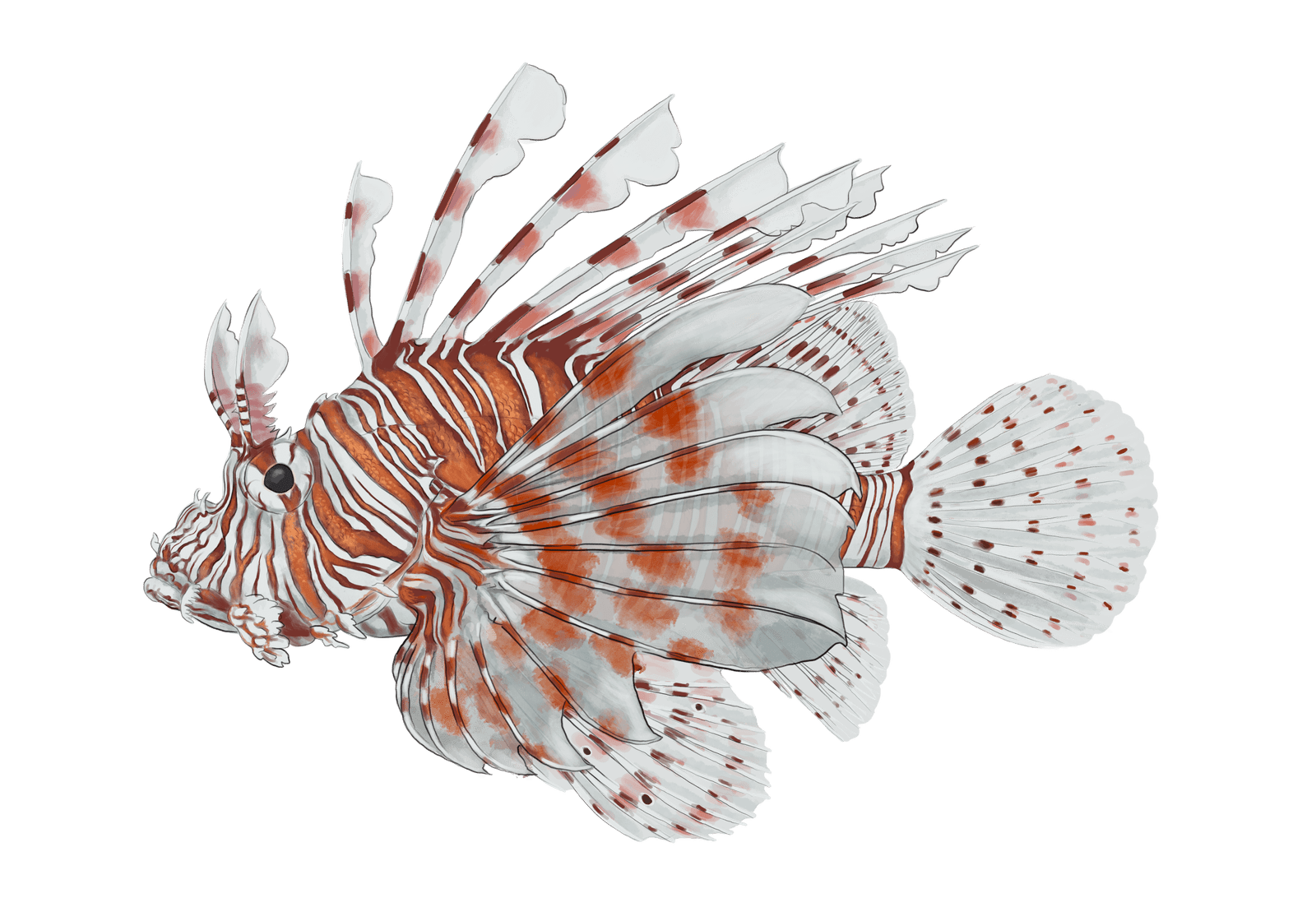 Lionfish