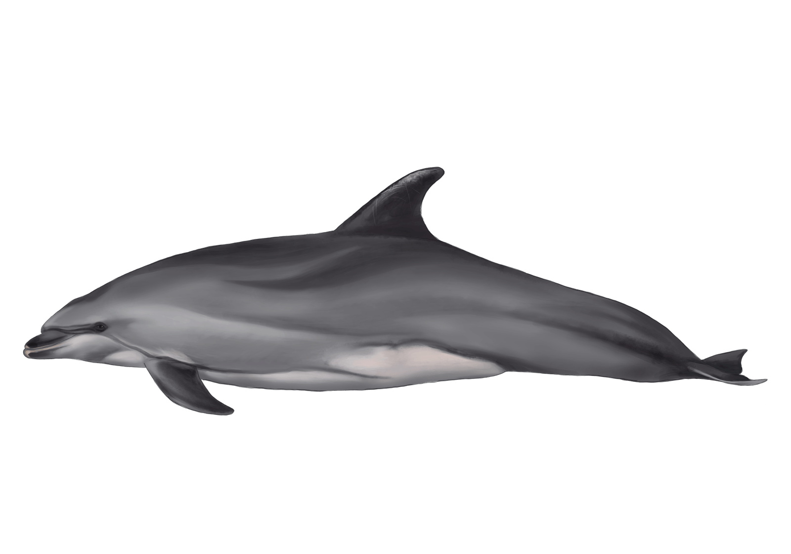 Dolphin